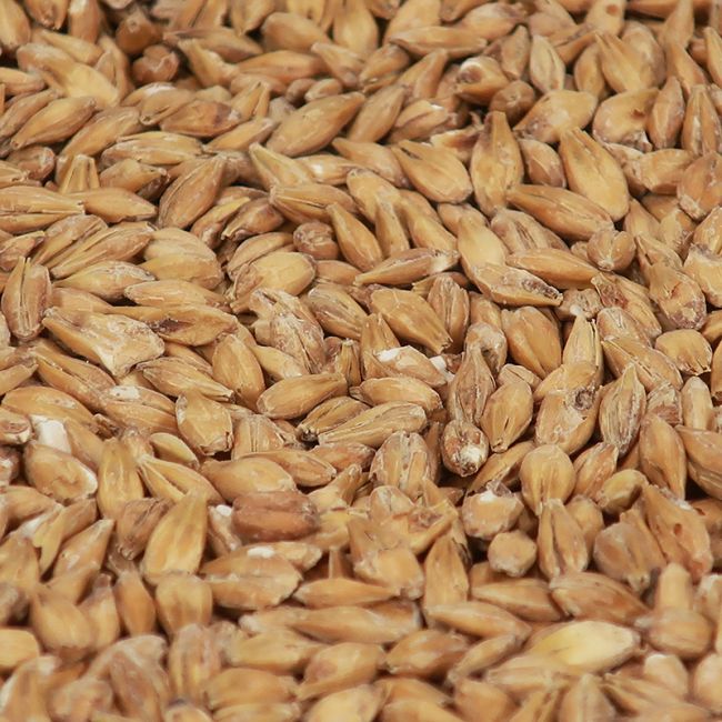 Pilsner malt 1 kg EBC 3-5