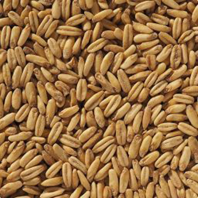 Naked Oat malt 1 kg EBC 2-8