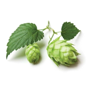 Hersbrucker humle 4,1 % 100 g, BLOMST
