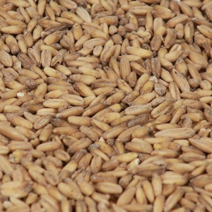 OAT / Havre malt EBC 2,3  1 kg HEIL