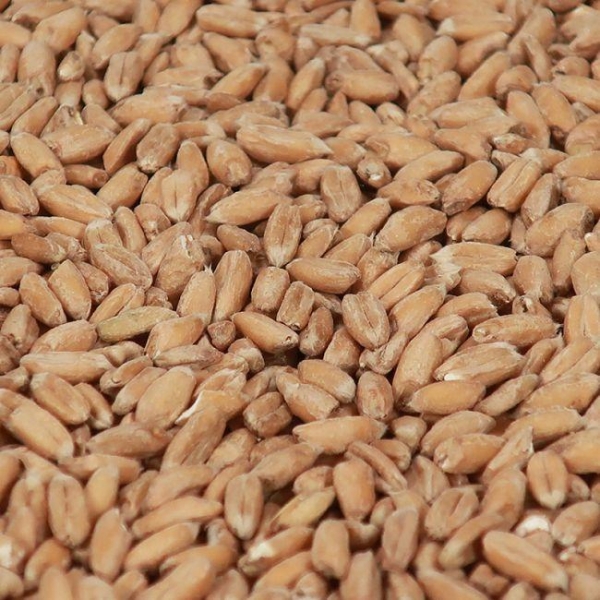 Spelt malt 1 kg EBC 3
