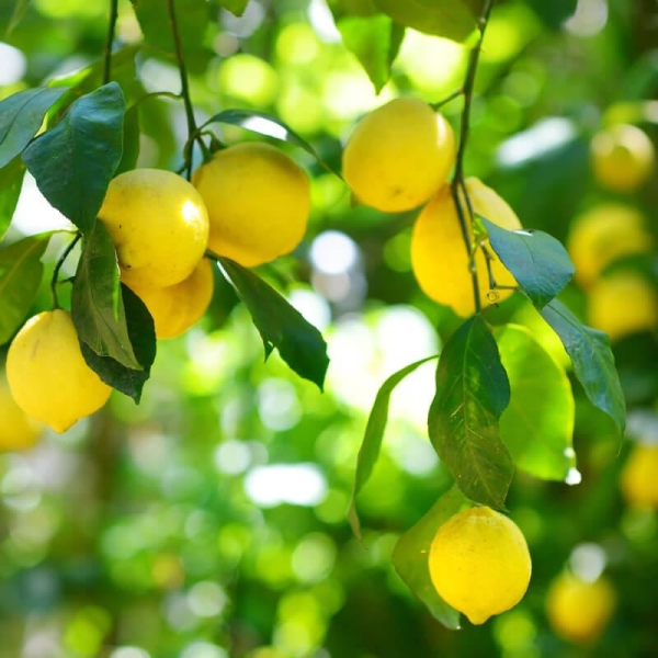 Badstue Aroma Citrus - Bilde 2