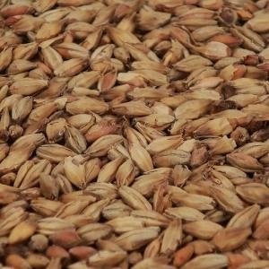 Amber malt 1 kg EBC 65 KNUST