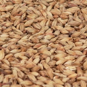 Biscuit malt 1 kg EBC 50 KNUST
