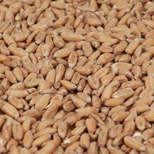 Spelt malt 1 kg EBC 3 KNUST
