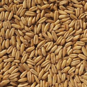 Naked Oat malt 1 kg EBC 2-8 KNUST