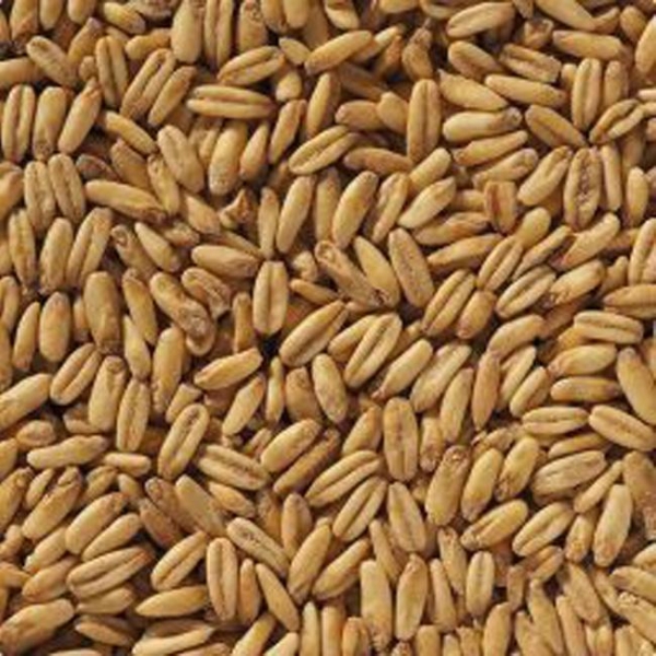 Naked Oat malt 1 kg EBC 2-8 KNUST