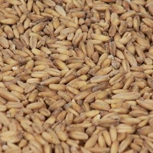 OAT / Havre malt EBC 2,3  1 kg KNUST