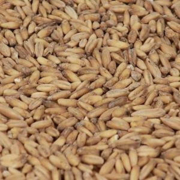 OAT / Havre malt EBC 2,3  1 kg KNUST